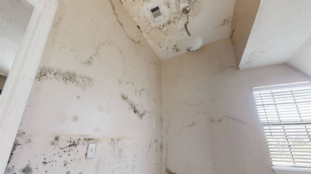 Best Comprehensive Air Testing for Mold Contaminants  in Plainsboro Center, NJ
