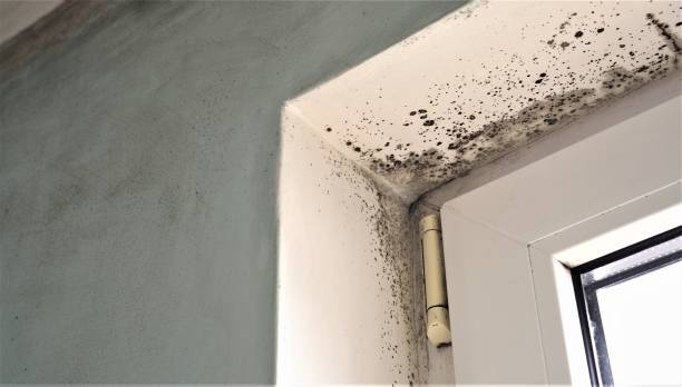 Best Commercial Mold Inspection  in Plainsboro Center, NJ