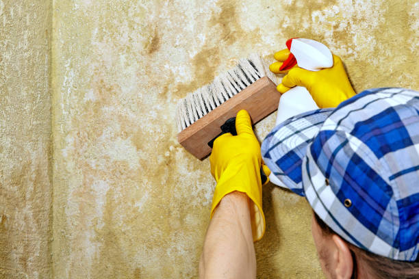 Best Mold-Related Health Consultation  in Plainsboro Center, NJ
