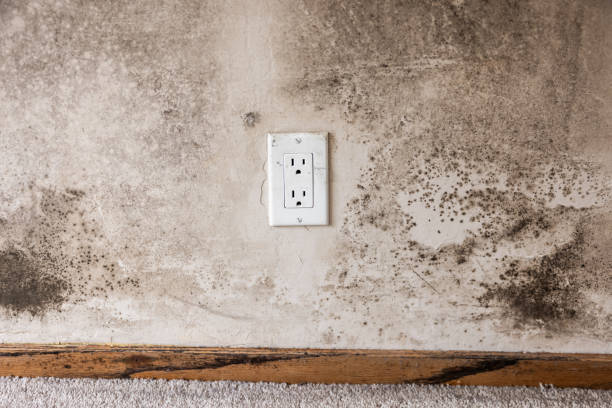 Best Water Damage & Mold Remediation  in Plainsboro Center, NJ