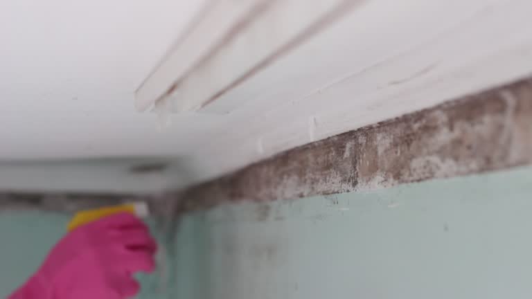 Best Forensic Mold Investigation  in Plainsboro Center, NJ